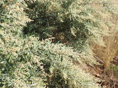 Tarchonanthus camphoratus