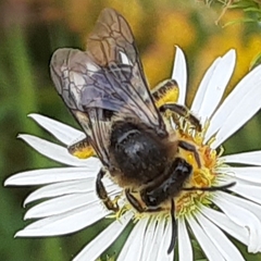Colletes compactus compactus