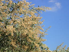 Tarchonanthus camphoratus