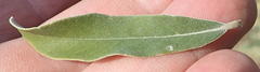 Tarchonanthus camphoratus