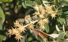 Tarchonanthus camphoratus