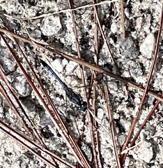 Erythrodiplax berenice