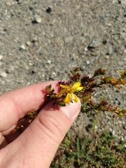 Hypericum perforatum perforatum