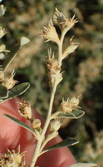 Tarchonanthus camphoratus