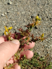 Hypericum perforatum perforatum