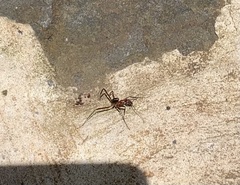 Leptomyrmex tibialis