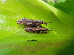 Sphenocorynes kosempoensis