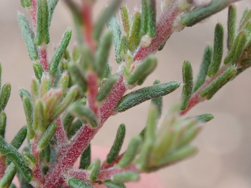 Image of Phylica karroica by (c) Nicola van Berkel, some rights reserved (CC BY-SA)