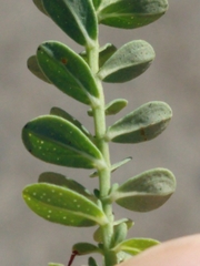 Hypericum perforatum perforatum