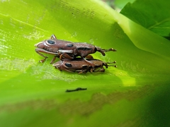 Sphenocorynes kosempoensis