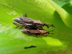 Sphenocorynes kosempoensis