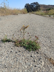 Hypericum perforatum perforatum