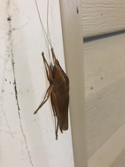 Pyrgocorypha uncinata