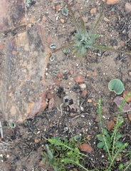 Eriospermum pubescens