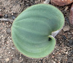 Eriospermum pubescens