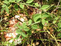 Rosa arvensis