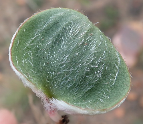 Image of Eriospermum pubescens by (c) Nicola van Berkel, some rights reserved (CC BY-SA)