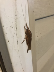 Pyrgocorypha uncinata