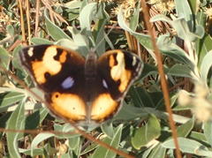 Junonia hierta cebrene