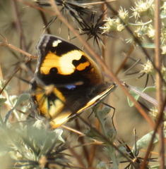 Junonia hierta cebrene