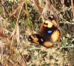 Junonia hierta cebrene