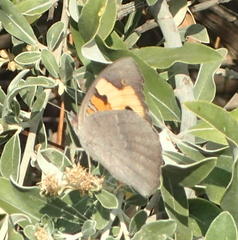 Junonia hierta cebrene