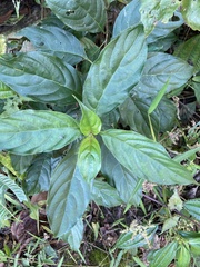 Strobilanthes flexicaulis