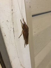 Pyrgocorypha uncinata