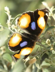 Junonia hierta cebrene