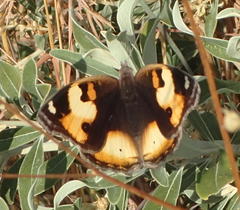 Junonia hierta cebrene
