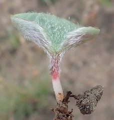 Eriospermum pubescens