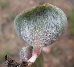 Eriospermum pubescens