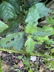 Strobilanthes flexicaulis