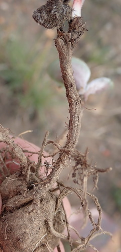 Image of Eriospermum pubescens by (c) Nicola van Berkel, some rights reserved (CC BY-SA)