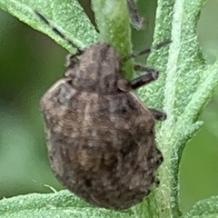 Orsilochides stictica