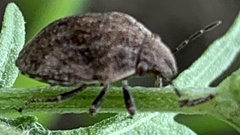 Orsilochides stictica