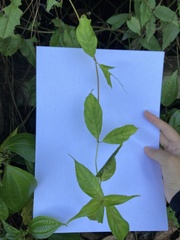 Strobilanthes flexicaulis