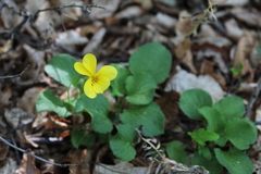 Viola maculata