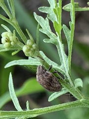 Orsilochides stictica