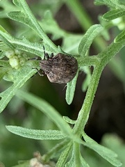 Orsilochides stictica