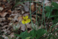 Viola maculata
