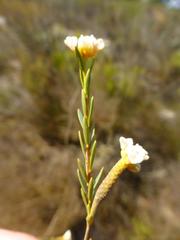 Lachnaea capitata