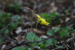 Viola maculata