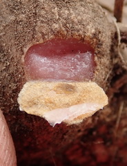 Eriospermum pubescens