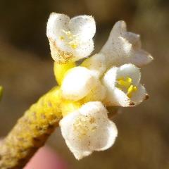 Lachnaea capitata