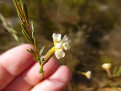 Lachnaea capitata
