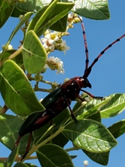 Stenaspis verticalis insignis