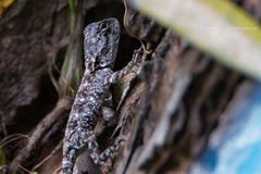 Acanthocercus atricollis