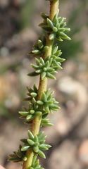 Selago glomerata