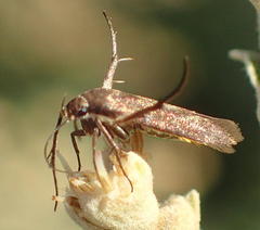 Lepidoptera
